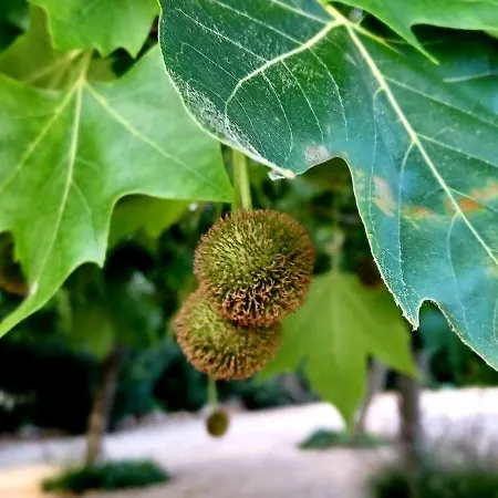 Quinta De Loubite - Lagoa, Algarve, Portugal 假日公园